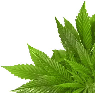 Parmanand & Sons Parmanand & Sons